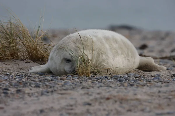 Gray Seal Halichoerus Grypus Pup Helgoland Tyskland - Stock-foto