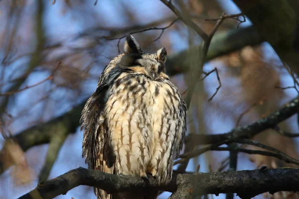 Hibou Des Marais Asio Otus Assis Sur Arbre Allemagne — Photo