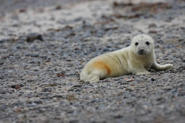 Selo Cinzento Halichoerus Grypus Filhote Cachorro Helgoland Alemanha — Fotografia de Stock