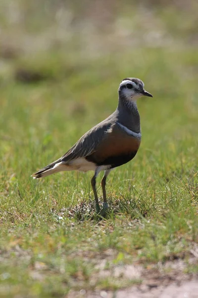 Eurasian Dotterel Charadrius Morinellus Helgoland Γερμανία — Φωτογραφία Αρχείου