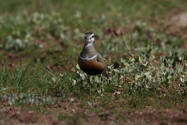 Eurasian Dotterel Charadrius Morinellus Helgoland Germany — стокове фото