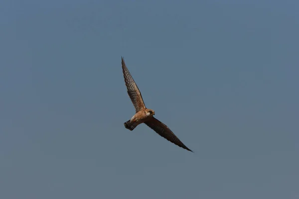 Red Footed Falcon Helgoland Γερμανία — Φωτογραφία Αρχείου