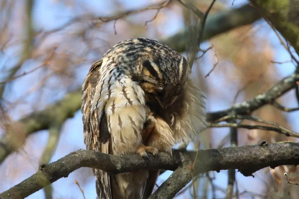 Búho Orejas Largas Asio Otus Sentarse Árbol Alemania — Foto de Stock