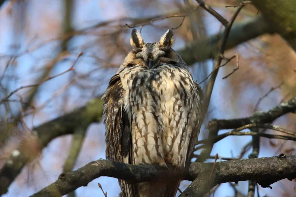 Búho Orejas Largas Asio Otus Sentarse Árbol Alemania — Foto de Stock