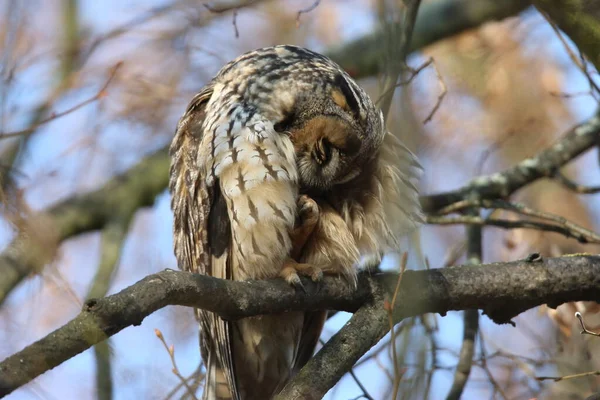 Búho Orejas Largas Asio Otus Sentarse Árbol Alemania — Foto de Stock