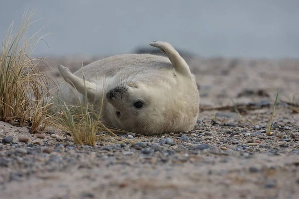 Sigillo Grigio Halichoerus Grypus Pup Helgoland Germania — Foto Stock