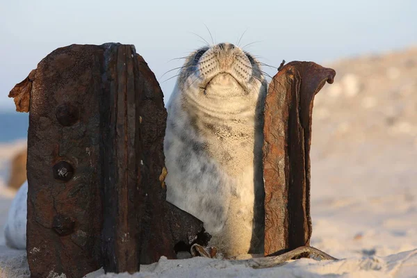 Grey Seal Halichoerus Grypus Pup Helgoland Germany — стокове фото