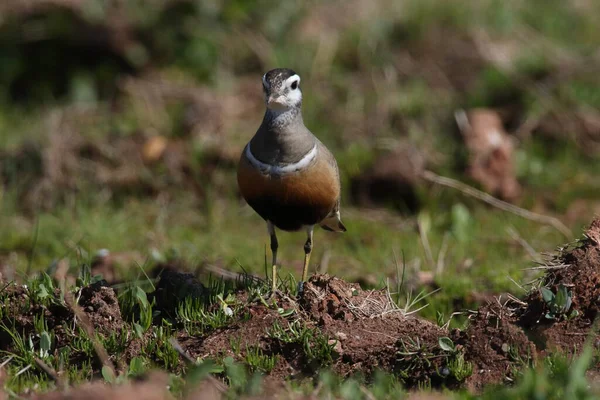 Eurasian Dotterel Charadrius Morinellus Helgoland Německo — Stock fotografie