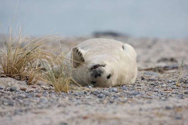 Grey Seal Halichoerus Grypus Pup Helgoland Germany — стокове фото