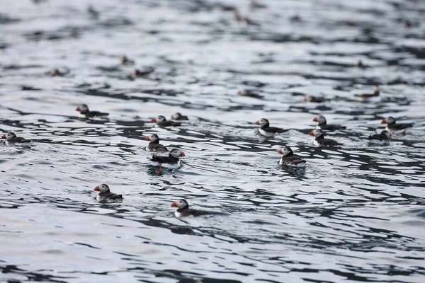 Atlantlunnefågel Fratercula Arctica Norge — Stockfoto