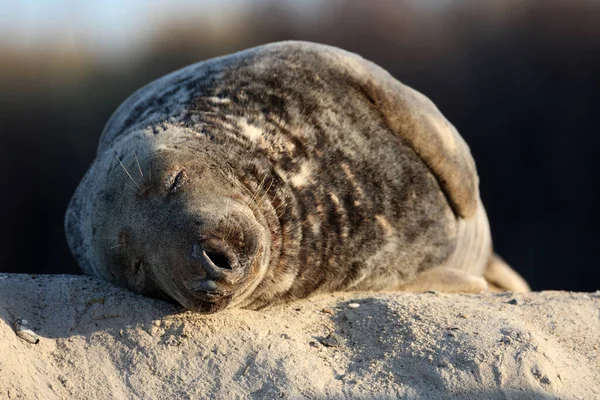 Grey Seal Halichoerus Grypus Helgoland Germany — стокове фото