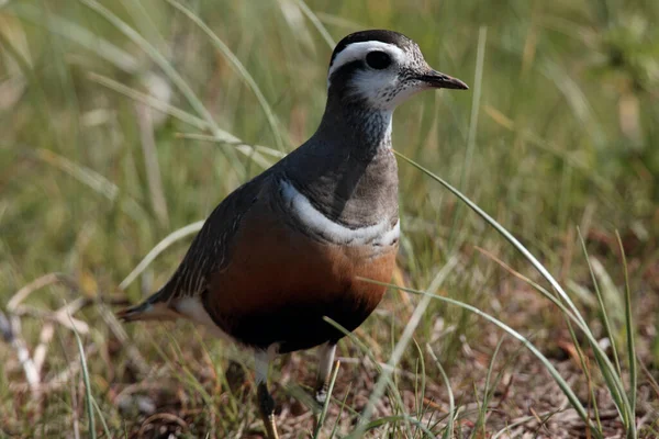 Eurasian Dotterel Charadrius Morinellus Helgoland Germany — стокове фото