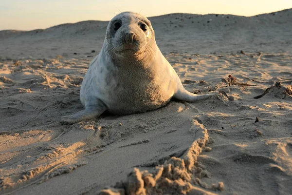 Grey Seal Halichoerus Grypus Pup Helgoland Germany — стокове фото