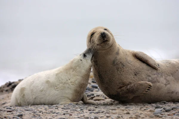 Phoque Gris Halichoerus Grypus Pup Helgoland Allemagne — Photo