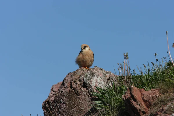 Faucon Pattes Rouges Helgoland Allemagne — Photo