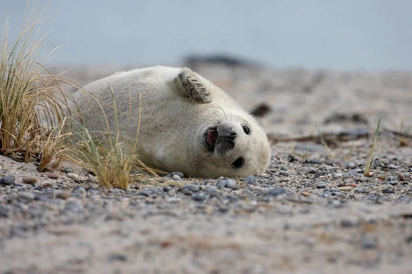 Grey Seal Halichoerus Grypus Pup Helgoland Germany — стокове фото