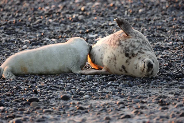 Phoque Gris Halichoerus Grypus Pup Helgoland Allemagne — Photo