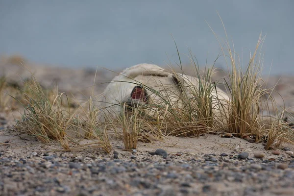 Gray Seal Halichoerus Grypus Pup Helgoland Γερμανία — Φωτογραφία Αρχείου