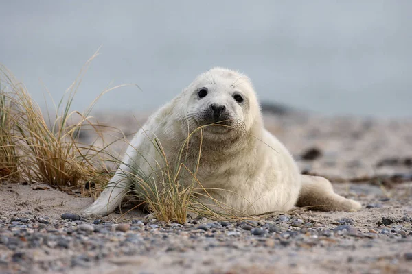 Selo Cinzento Halichoerus Grypus Filhote Cachorro Helgoland Alemanha — Fotografia de Stock