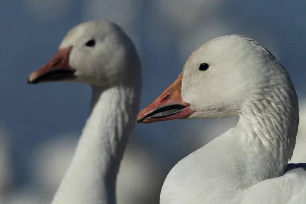 Snow Geese Dawn Bosque Del Apache New Mexico — Stock Photo, Image