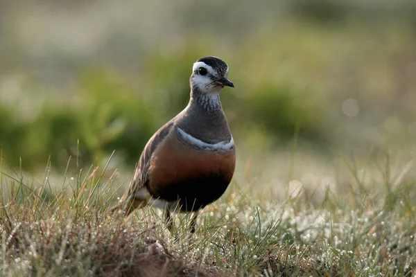 Eurasian Dotterel Charadrius Morinellus Helgoland Germany — стокове фото