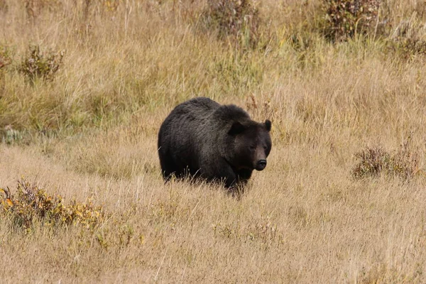 Oso Pardo Valle Del Lamar Parque Nacional Yellowstone Wyoming — Foto de Stock