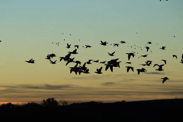 Hóludak Bosque Del Apache Télen Mexikó Usa — Stock Fotó