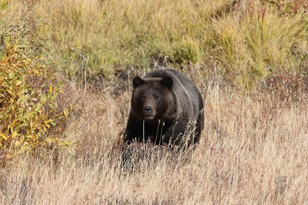 Grizzli Dans Vallée Lamar Dans Parc National Yellowstone Wyoming — Photo