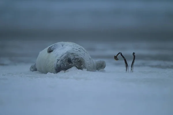 Сіра Печатка Halichoerus Grypus Зимовий Період Снігопад Helgoland — стокове фото