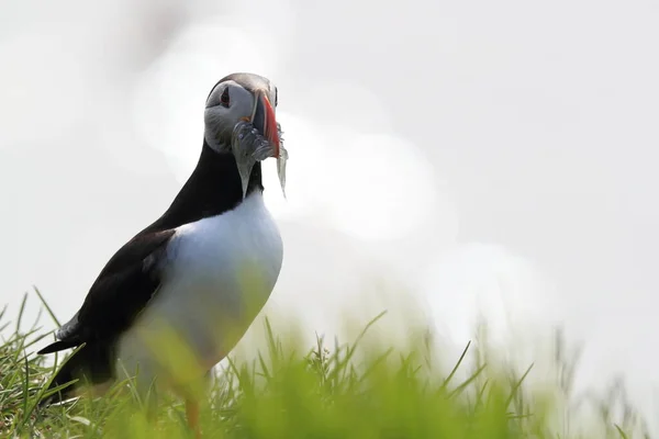 Puffin Fratercula Arctica Fish Iceland — 스톡 사진