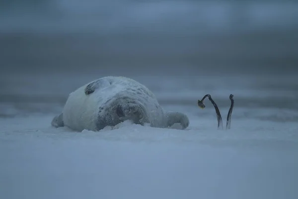 冬季灰海豹 Halichoerus Grypus 黑尔戈兰岛 — 图库照片
