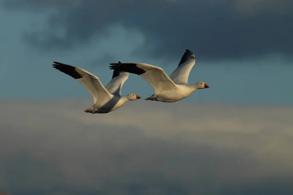 Schneegänse Der Morgendämmerung Bosque Del Apache New Mexico — Stockfoto