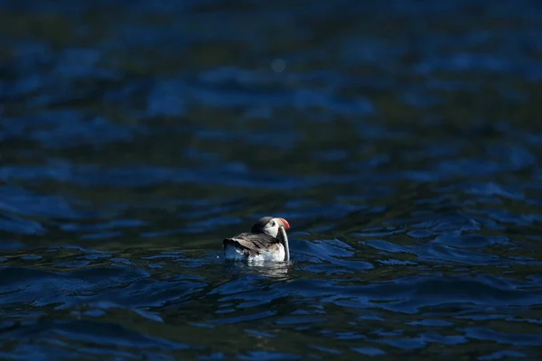 Atlantlunnefågel Fratercula Arctica Norge — Stockfoto