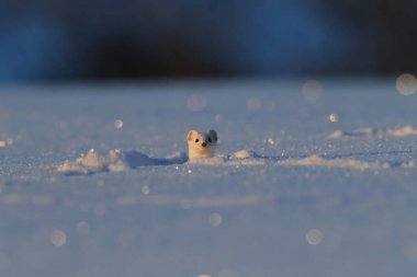 stoat (Mustela erminea),short-tailed weasel in the  Winter clipart