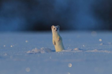 stoat (Mustela erminea),short-tailed weasel in the  Winter clipart