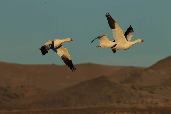 Gansos Nieve Bosque Del Apache Invierno Nuevo México —  Fotos de Stock