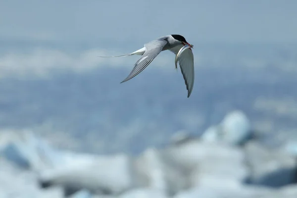 Tern Ártico Sterna Paradisaea — Fotografia de Stock