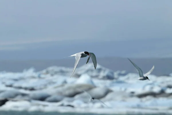 Sterna Artica Sterna Paradisea — Foto Stock