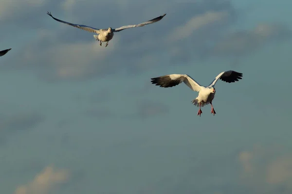 Oies Des Neiges Bosque Del Apache Hiver Nouveau Mexique Etats — Photo