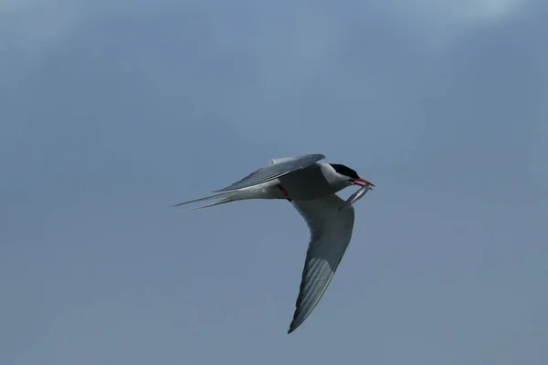 Arctic Tern Sterna Paradisaea — Stock Photo, Image