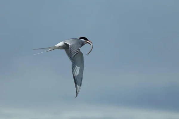 Charrán Ártico Sterna Paradisaea — Foto de Stock