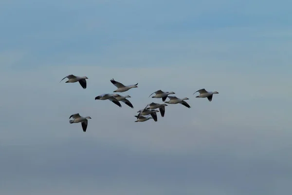 Schneegänse Der Morgendämmerung Bosque Del Apache New Mexico — Stockfoto