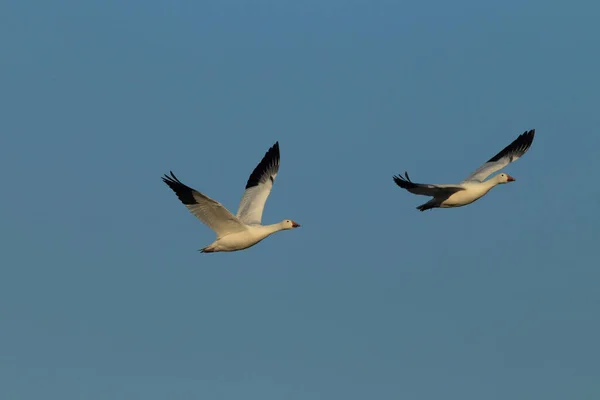 Schneegänse Der Morgendämmerung Bosque Del Apache New Mexico — Stockfoto