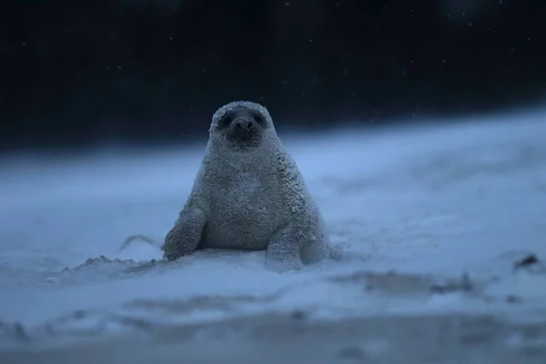 Foca Gris Halichoerus Grypus Cachorro Invierno Tormenta Nieve Helgoland —  Fotos de Stock