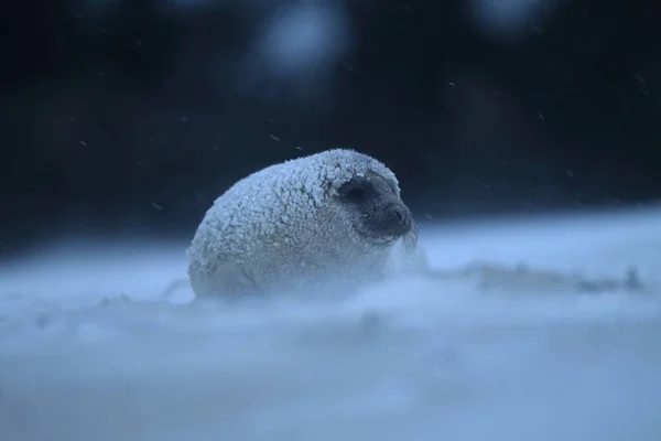 Foca Gris Halichoerus Grypus Cachorro Invierno Tormenta Nieve Helgoland — Foto de Stock