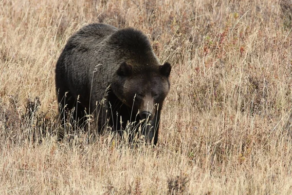 Oso Pardo Valle Del Lamar Parque Nacional Yellowstone Wyoming — Foto de Stock