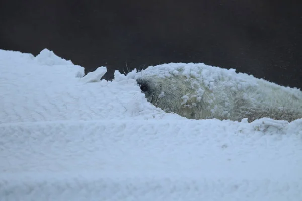 Selo Cinzento Halichoerus Grypus Filhote Cachorro Inverno Tempestade Neve Helgoland — Fotografia de Stock