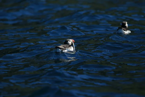 Atlantlunnefågel Fratercula Arctica Norge — Stockfoto