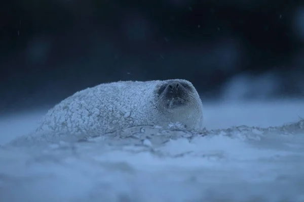 Gray Seal Halichoerus Grypus Pup Winter Sneeuwstorm Helgoland — Stockfoto