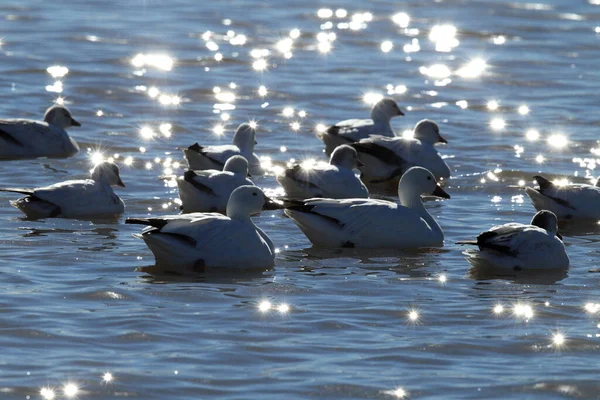 Gansos Neve Amanhecer Bosque Del Apache Novo México — Fotografia de Stock